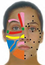 Facial Reflexology #01